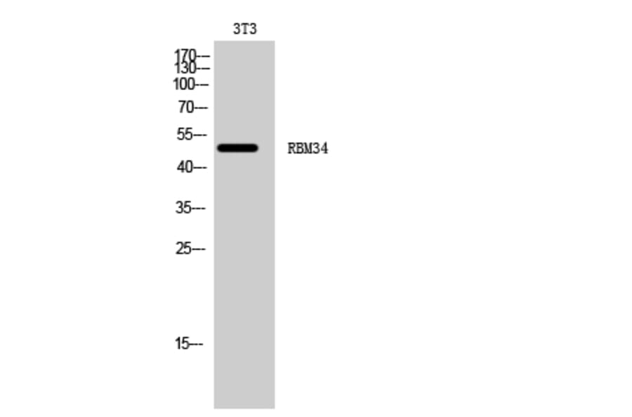 Western Blot - Anti-RBM34 Antibody (C18459) - Antibodies.com