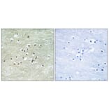 Immunohistochemistry - Anti-NPAS4 Antibody (C17001) - Antibodies.com