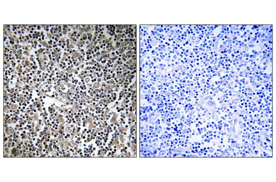 Immunohistochemistry - Anti-MPRIP Antibody (C16762) - Antibodies.com