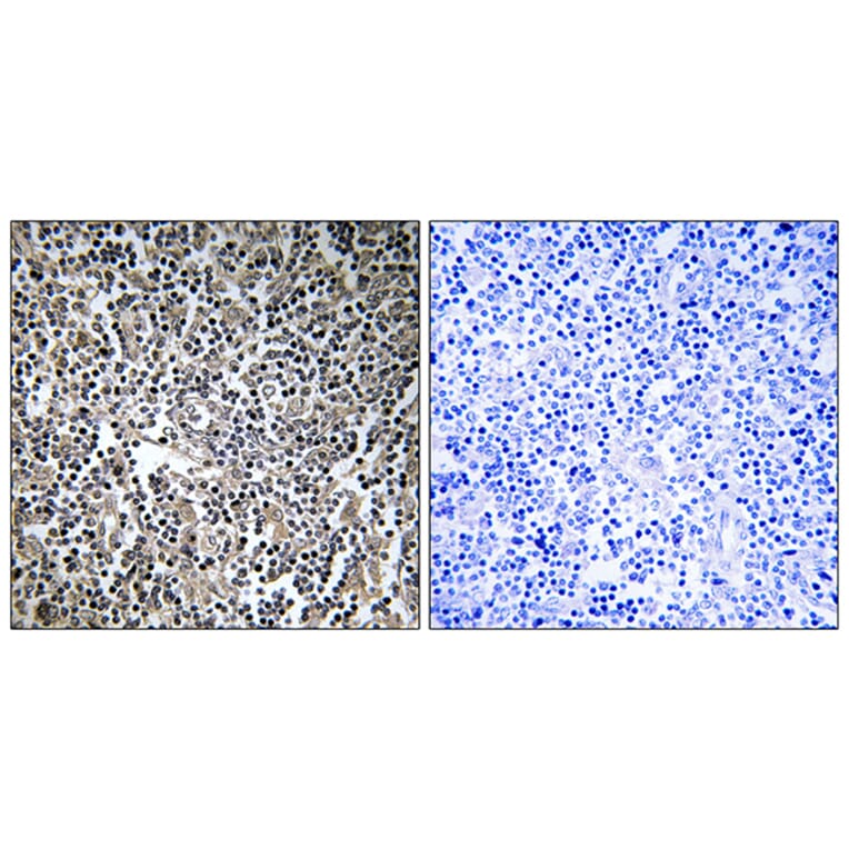 Immunohistochemistry - Anti-MPRIP Antibody (C16762) - Antibodies.com