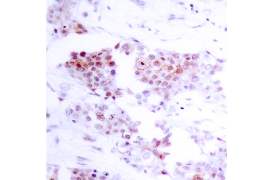 Immunohistochemistry - Anti-MEF2A Antibody (B7145) - Antibodies.com