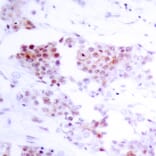 Immunohistochemistry - Anti-MEF2A Antibody (B7145) - Antibodies.com