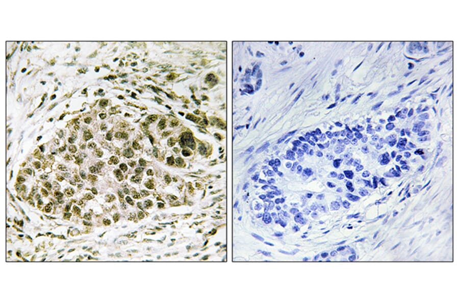 Immunohistochemistry - Anti-Lyl-1 Antibody (C10354) - Antibodies.com