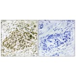 Immunohistochemistry - Anti-Lyl-1 Antibody (C10354) - Antibodies.com