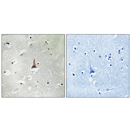 Immunohistochemistry - Anti-LRP10 Antibody (C16507) - Antibodies.com