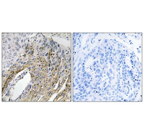 Immunohistochemistry - Anti-LONP2 Antibody (C17628) - Antibodies.com