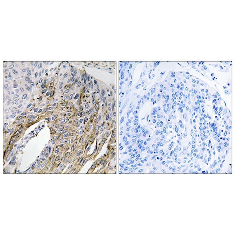 Immunohistochemistry - Anti-LONP2 Antibody (C17628) - Antibodies.com