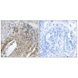 Immunohistochemistry - Anti-LONP2 Antibody (C17628) - Antibodies.com