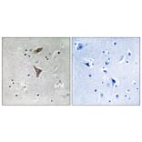 Immunohistochemistry - Anti-KCNT1 Antibody (C17788) - Antibodies.com
