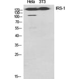 Western Blot - Anti-IRS-1 Antibody (B7122) - Antibodies.com