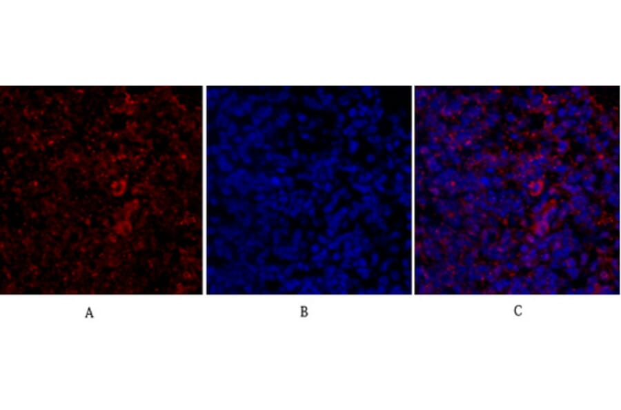 Immunofluorescence - Anti-IRS-1 Antibody (B7122) - Antibodies.com