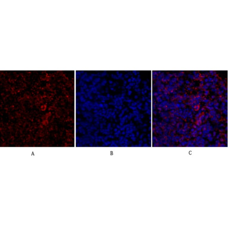 Immunofluorescence - Anti-IRS-1 Antibody (B7122) - Antibodies.com