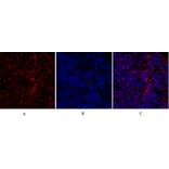 Immunofluorescence - Anti-IRS-1 Antibody (B7122) - Antibodies.com