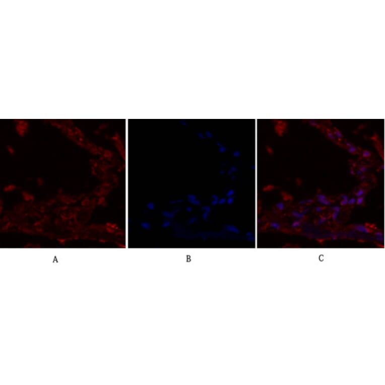 Immunofluorescence - Anti-IRS-1 Antibody (B7122) - Antibodies.com