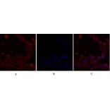Immunofluorescence - Anti-IRS-1 Antibody (B7122) - Antibodies.com