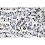 Immunohistochemistry - Anti-IL-11 Antibody (R12-2199) - Antibodies.com