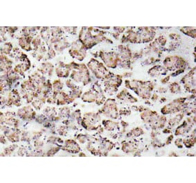 Immunohistochemistry - Anti-IGF-I Antibody (R12-2195) - Antibodies.com