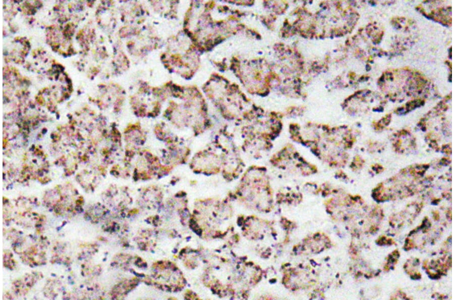 Immunohistochemistry - Anti-IGF-I Antibody (R12-2195) - Antibodies.com