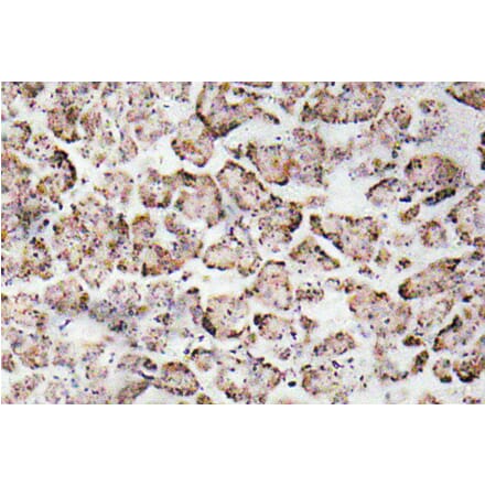 Immunohistochemistry - Anti-IGF-I Antibody (R12-2195) - Antibodies.com