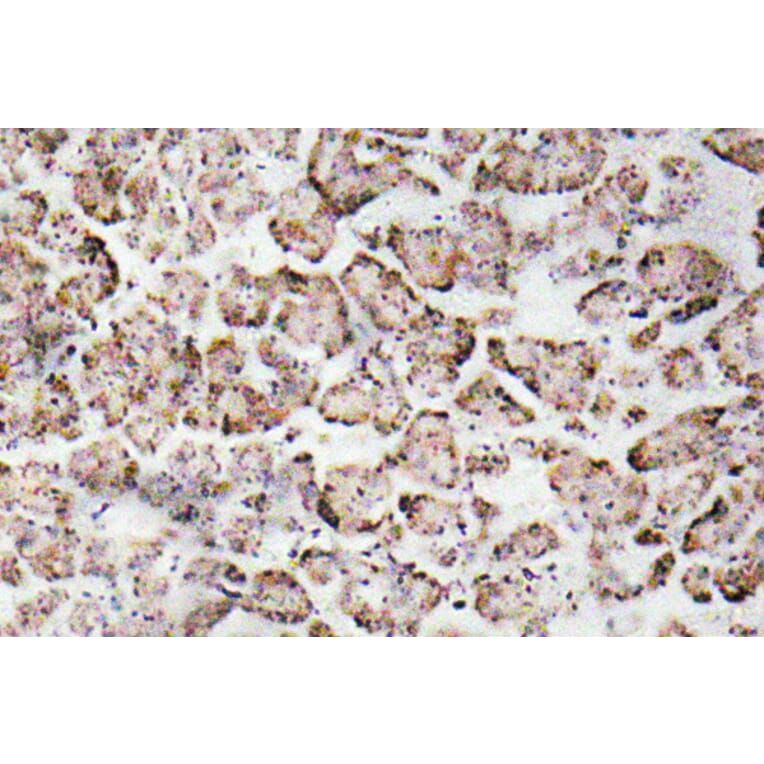 Immunohistochemistry - Anti-IGF-I Antibody (R12-2195) - Antibodies.com