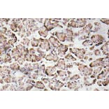 Immunohistochemistry - Anti-IGF-I Antibody (R12-2195) - Antibodies.com