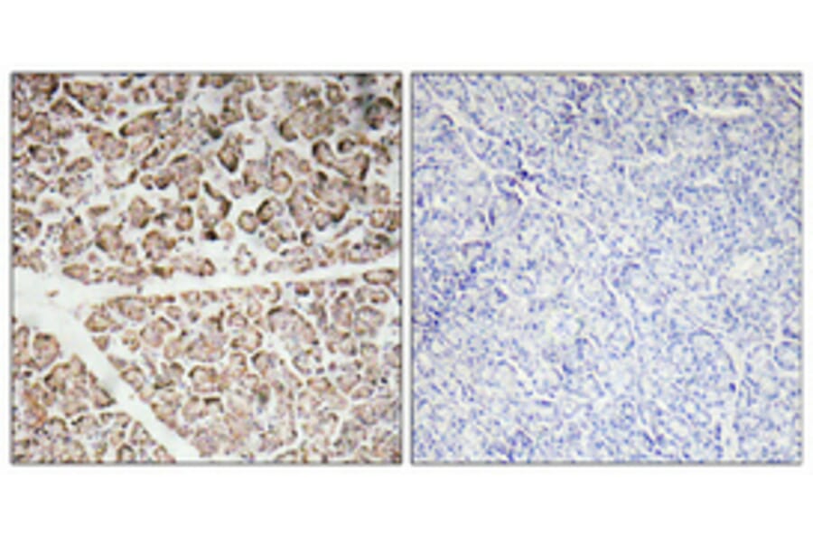 Immunohistochemistry - Anti-IGF-I Antibody (R12-2195) - Antibodies.com