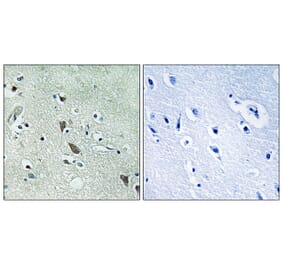 Immunohistochemistry - Anti-HtrA2 Antibody (B8354) - Antibodies.com