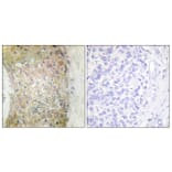 Immunohistochemistry - Anti-HSP20 Antibody (B0488) - Antibodies.com