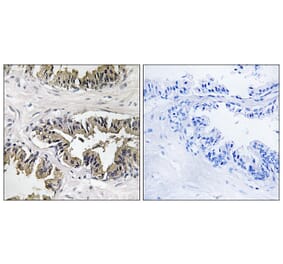 Immunohistochemistry - Anti-GSPT1 Antibody (C12400) - Antibodies.com