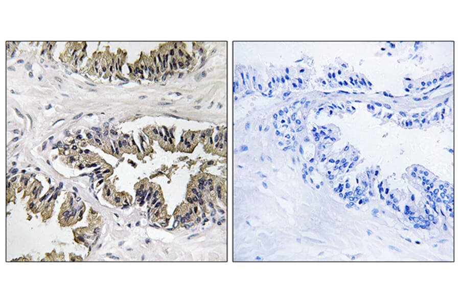 Immunohistochemistry - Anti-GSPT1 Antibody (C12400) - Antibodies.com