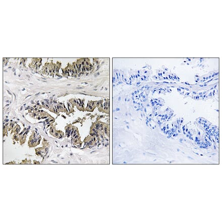 Immunohistochemistry - Anti-GSPT1 Antibody (C12400) - Antibodies.com