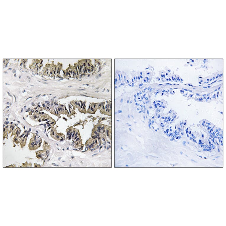 Immunohistochemistry - Anti-GSPT1 Antibody (C12400) - Antibodies.com