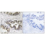 Immunohistochemistry - Anti-GSPT1 Antibody (C12400) - Antibodies.com