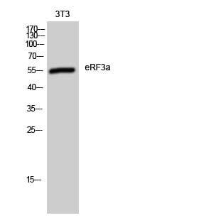 Western blot analysis of 3T3 cells using Anti-GSPT1 Antibody.