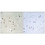 Immunohistochemistry - Anti-GRF-1 Antibody (B0433) - Antibodies.com