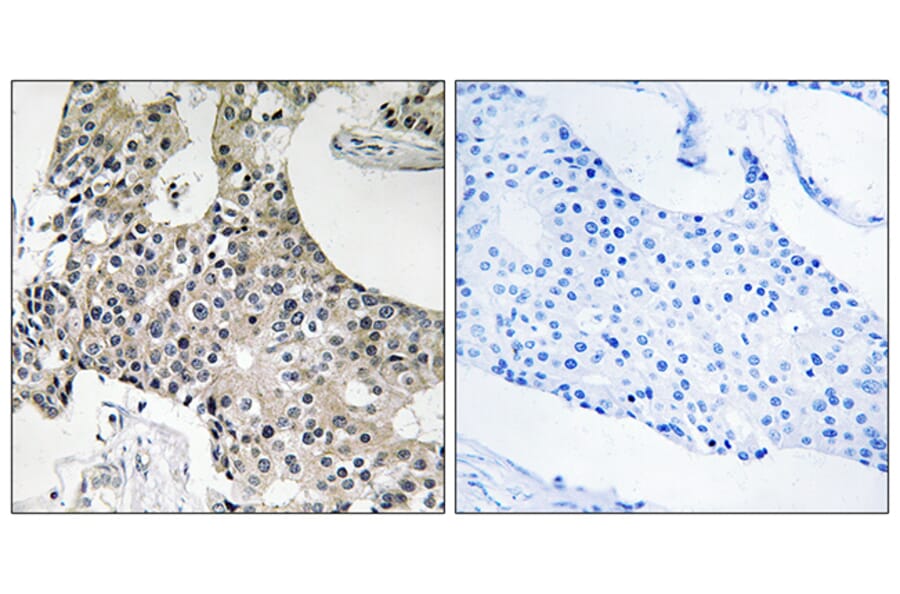 Immunohistochemistry - Anti-GPSN2 Antibody (C18998) - Antibodies.com