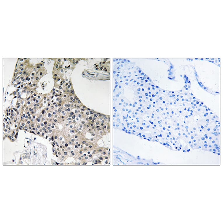 Immunohistochemistry - Anti-GPSN2 Antibody (C18998) - Antibodies.com