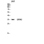 Western Blot - Anti-GPSN2 Antibody (C18998) - Antibodies.com