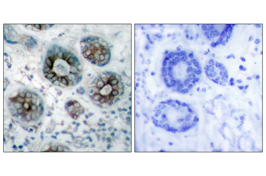 Immunohistochemistry - Anti-GAP43 Antibody (B7091) - Antibodies.com