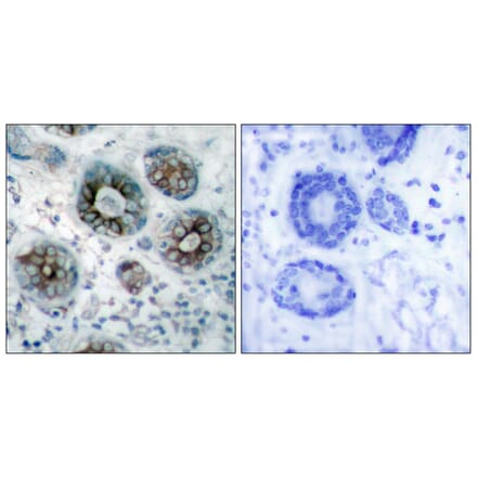 Immunohistochemistry - Anti-GAP43 Antibody (B7091) - Antibodies.com