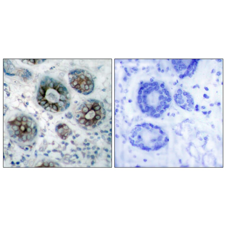 Immunohistochemistry - Anti-GAP43 Antibody (B7091) - Antibodies.com