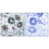 Immunohistochemistry - Anti-GAP43 Antibody (B7091) - Antibodies.com