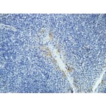 Immunohistochemistry - Anti-DAPK2 Antibody (B0899) - Antibodies.com