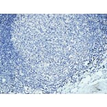 Immunohistochemistry - Anti-DAPK2 Antibody (B0899) - Antibodies.com