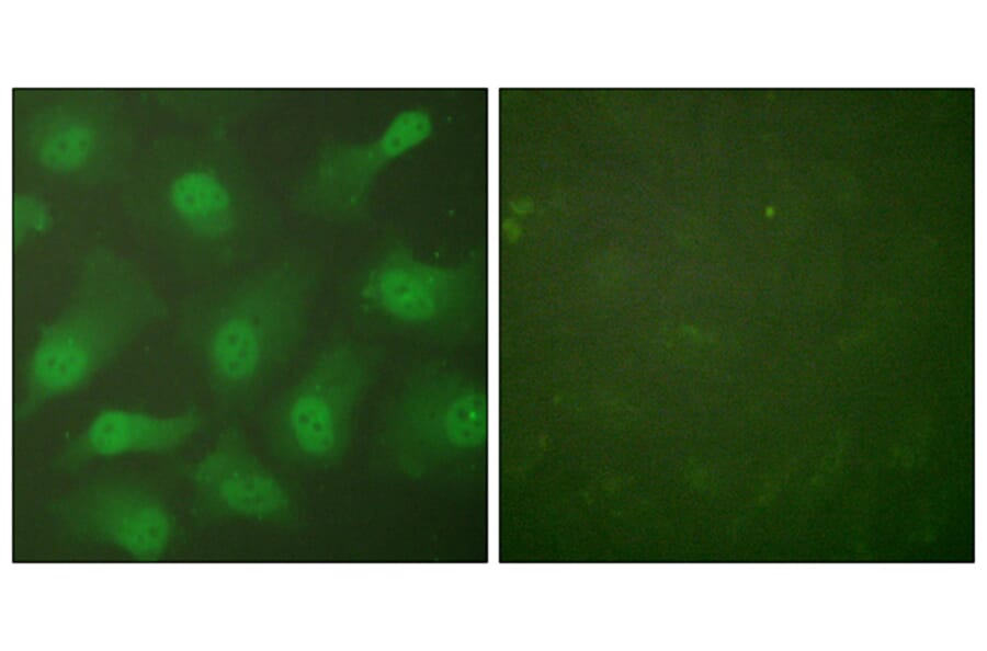 Immunofluorescence - Anti-CSE1L Antibody (C0146) - Antibodies.com
