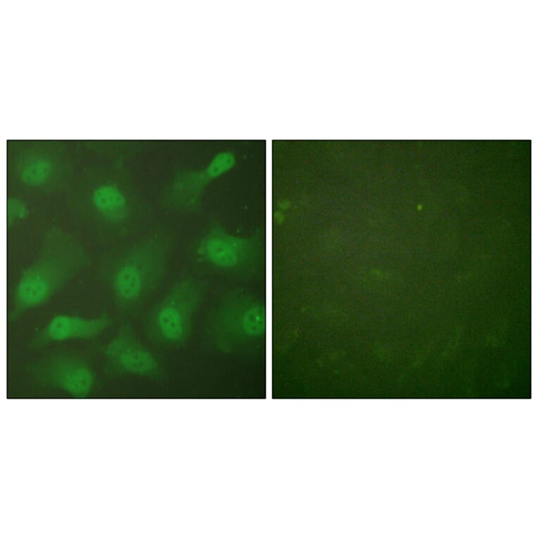Immunofluorescence - Anti-CSE1L Antibody (C0146) - Antibodies.com