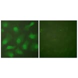 Immunofluorescence - Anti-CSE1L Antibody (C0146) - Antibodies.com