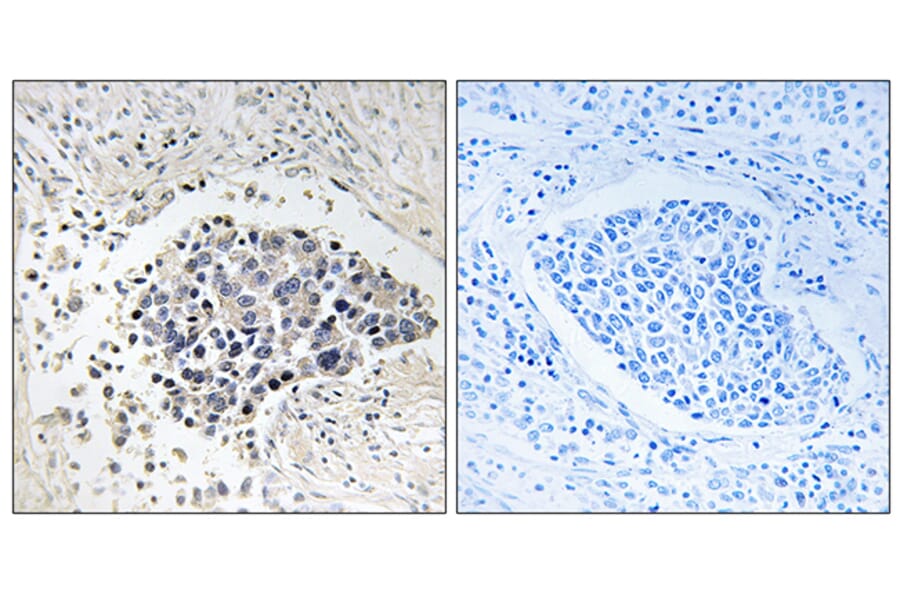 Immunohistochemistry - Anti-CPNE8 Antibody (C15250) - Antibodies.com