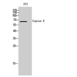 Western Blot - Anti-CPNE8 Antibody (C15250) - Antibodies.com