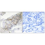 Immunohistochemistry - Anti-COX5B Antibody (C12238) - Antibodies.com